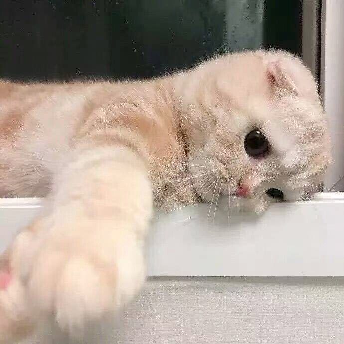 金依乐